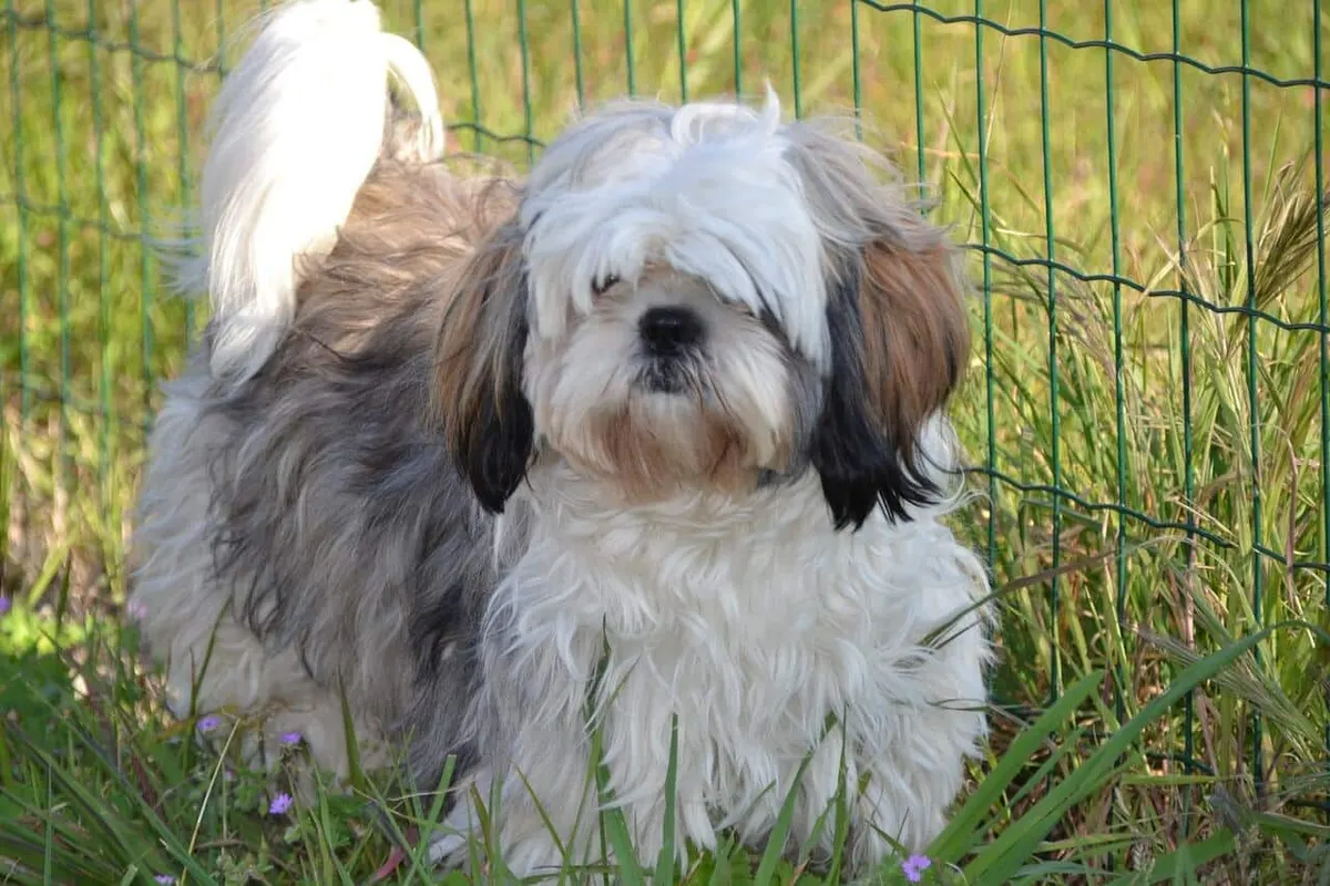 ชิสุ (Shih Tzu)
