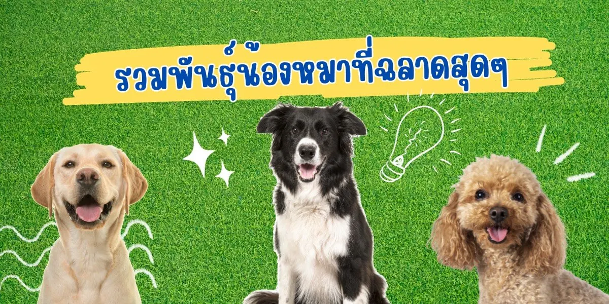 รวม 10 สายพันธุ์น้องหมาที่ฉลาดสุดๆ ที่ห้ามพลาด