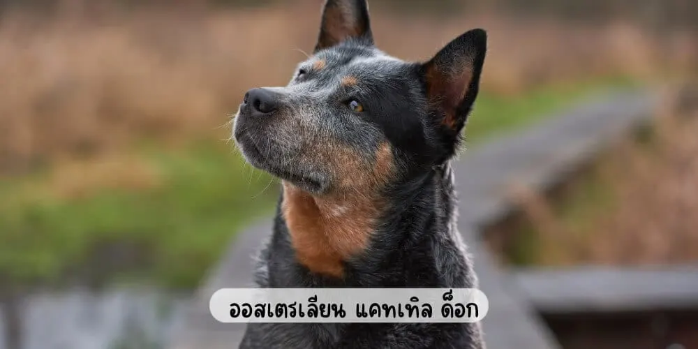ออสเตรเลียน แคทเทิล ด็อก