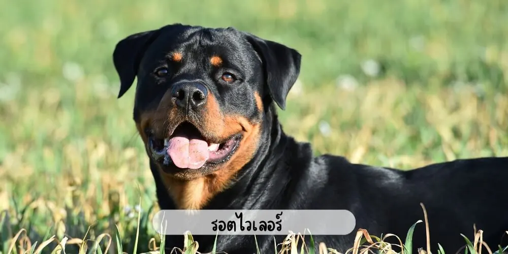 รอตไวเลอร์
