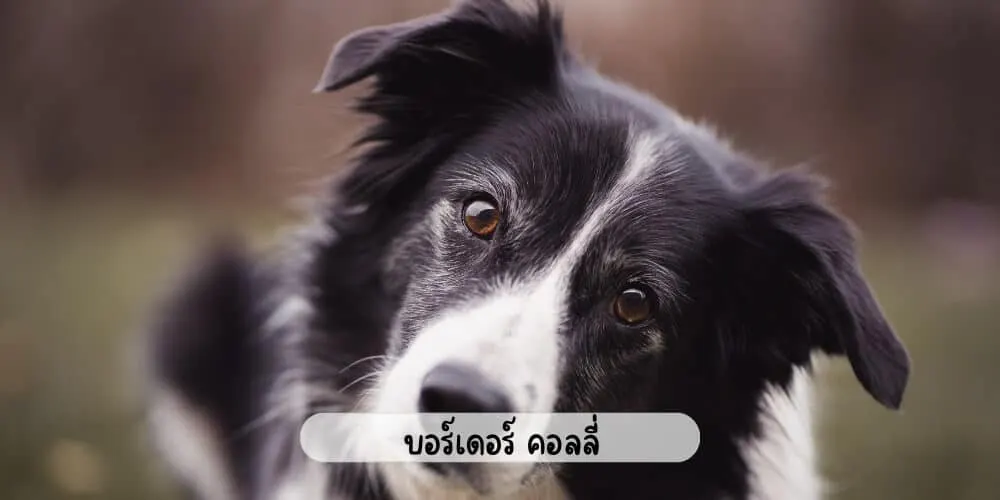 บอร์เดอร์ คอลลี่: