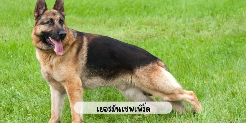 เยอรมันเชพเพิร์ด