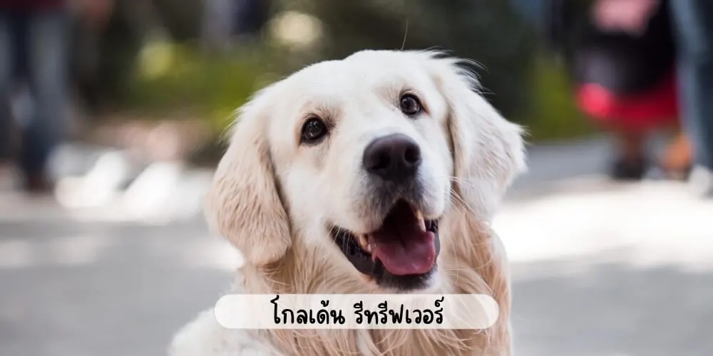โกลเด้น รีทรีฟเวอร์: