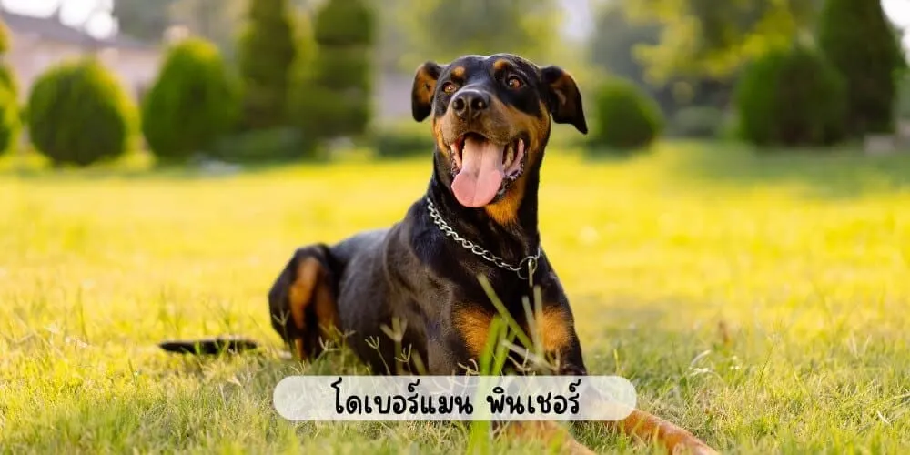 โดเบอร์แมน พินเชอร์
