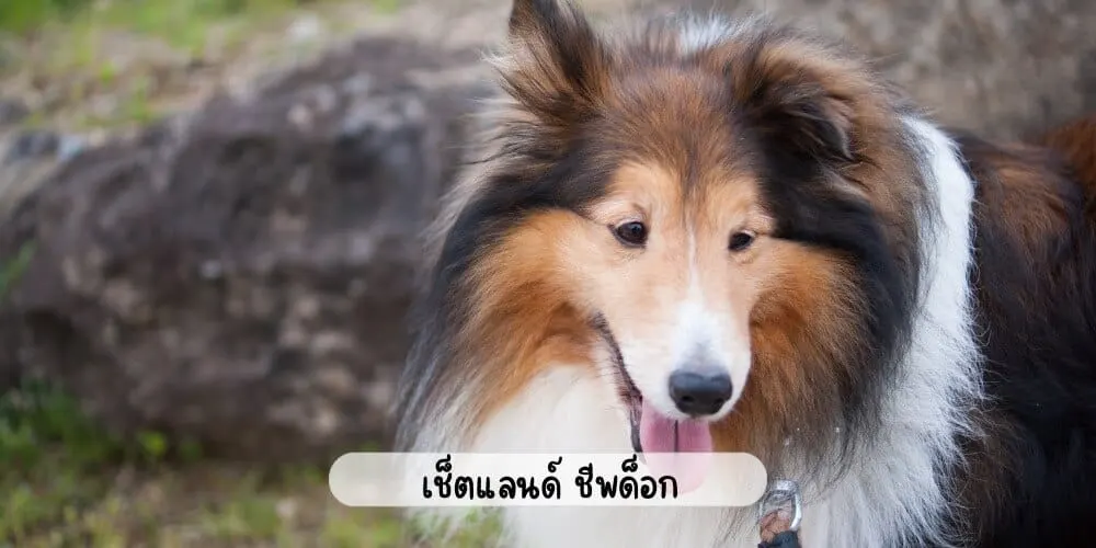 เช็ตแลนด์ ชีพด็อก