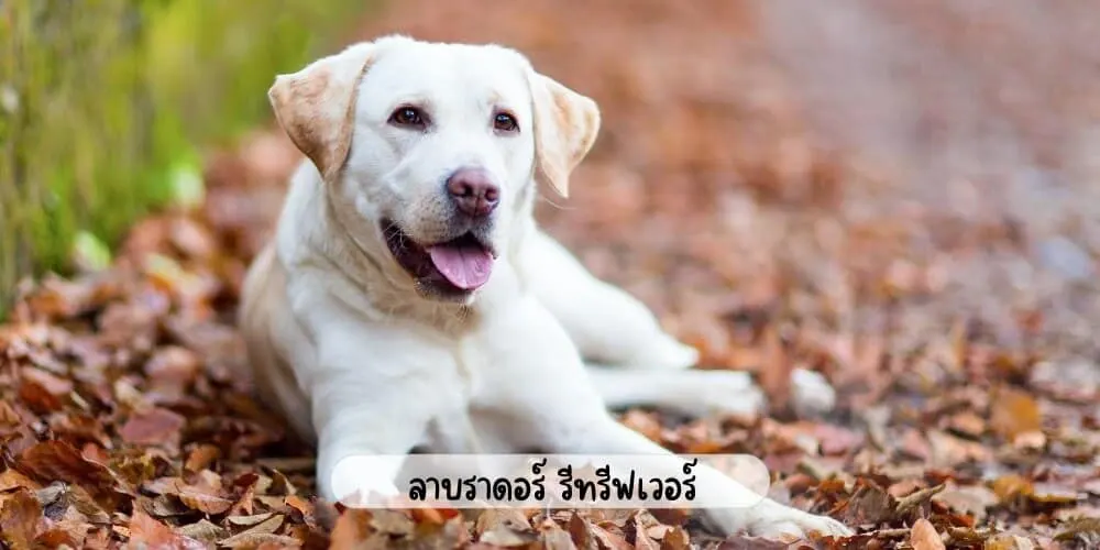 ลาบราดอร์ รีทรีฟเวอร์