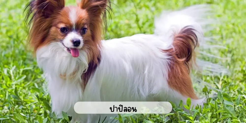 ปาปิลอน